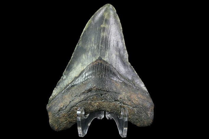 Bargain, Megalodon Tooth - North Carolina #76303